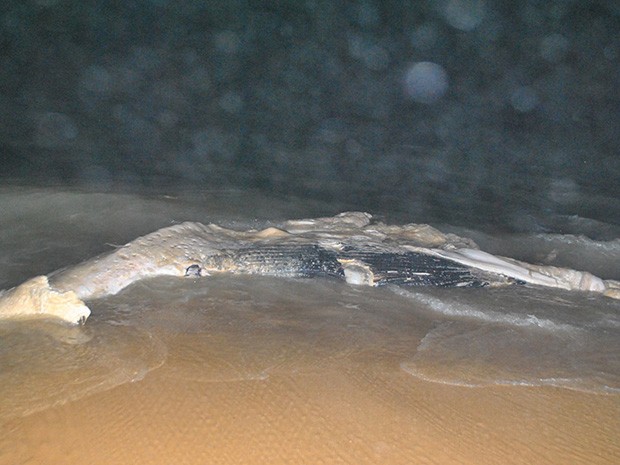 Baleia encontrada morta no Prado