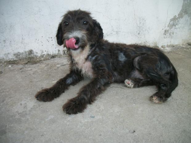 Lilica 1106 2013 CARTAZ BAZAR