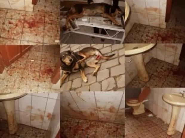 Homem 'estupra' cachorra dentro do banheiro de um posto de gasolina