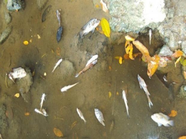Peixe morto no rio com dejetos da Suzano