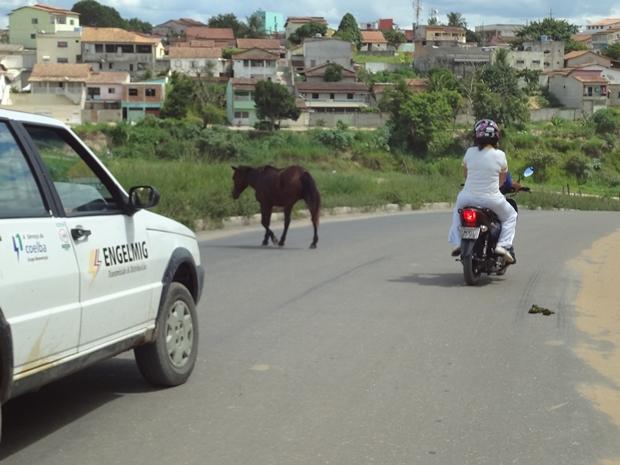 Animais na pista quase causam grave acidente em avenida (1)