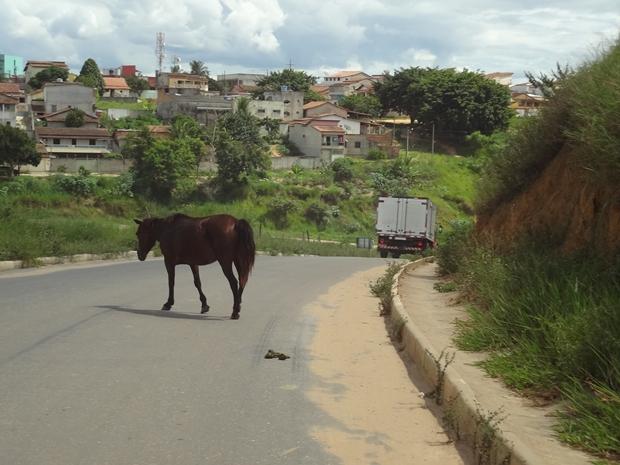 Animais na pista quase causam grave acidente em avenida (2)