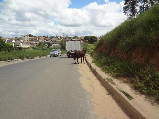 Animais na pista quase causam grave acidente em avenida (3)