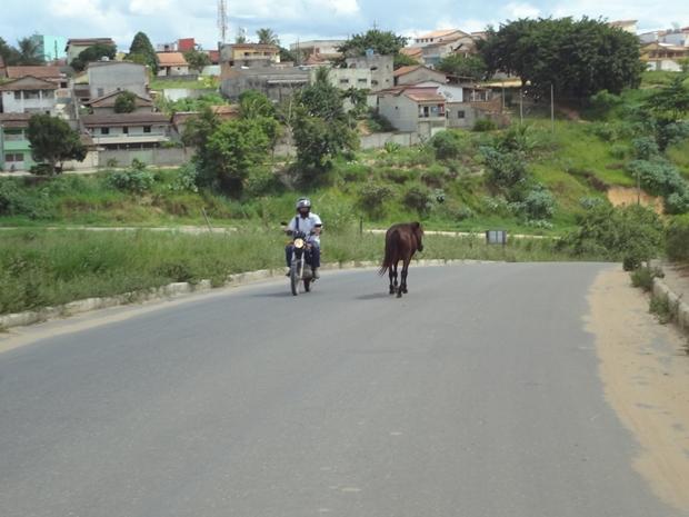 Animais na pista quase causam grave acidente em avenida (4)