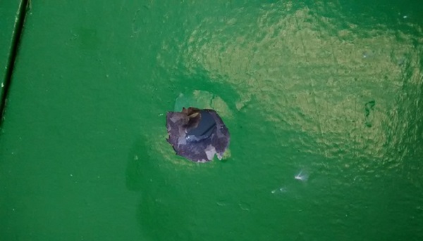 Bala na parece cirme de Juracy Pereira da Cruz