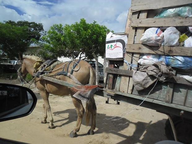 Biosanear recolhe kixo em carroca (2)