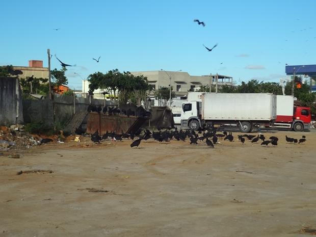 Lixo e Urubus proximo ao Mercadao (1)