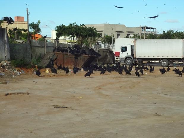 Lixo e Urubus proximo ao Mercadao (2)