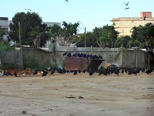 Lixo e Urubus proximo ao Mercadao (3)