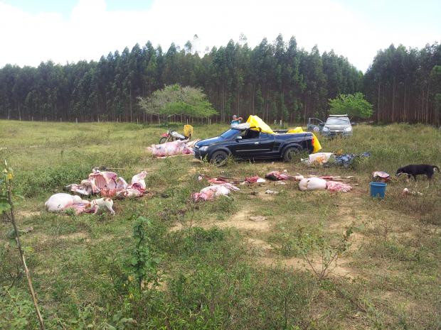 Abate clandestino de gado (1)