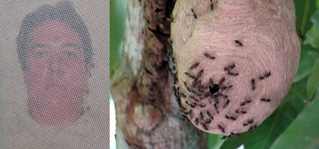 Daniel de Mattos Rodrigues morto apos ataque de marimbondos