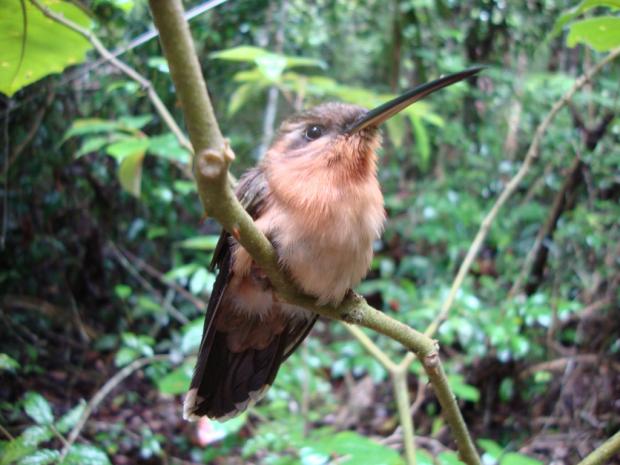 Beija-flor Glaucis Dohrinii