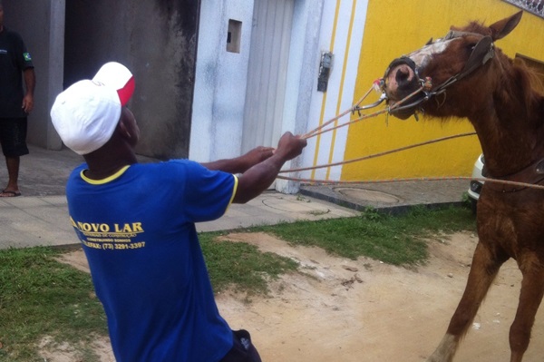 Carroca com animal surrado