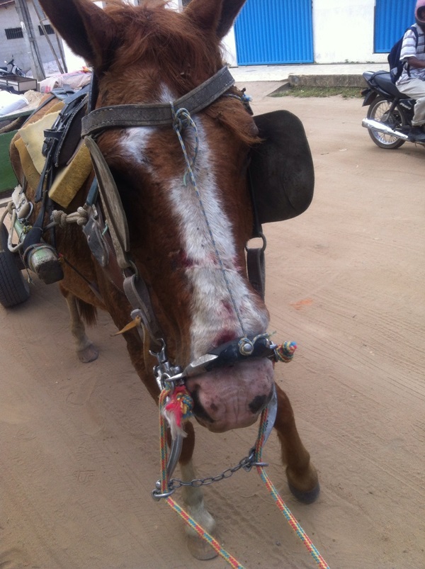 Carroca com animal surrado3