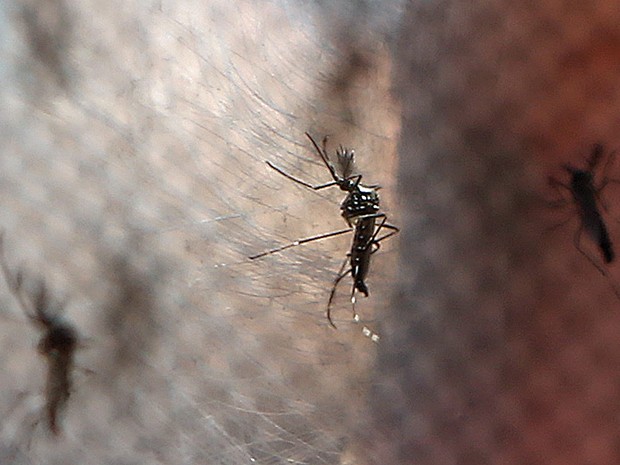 Aedes aegypti  (2)