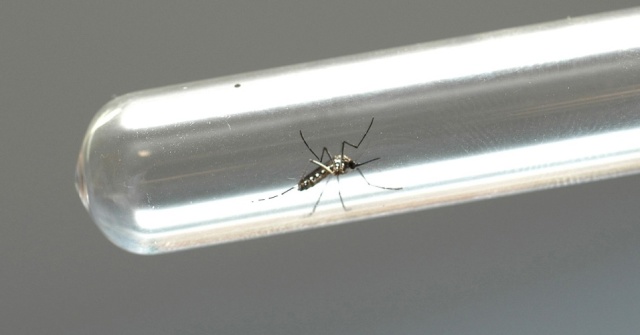 Aedes aegypti