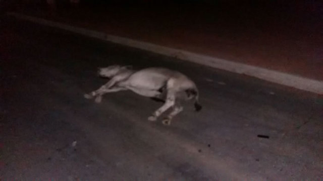 Pablo Bomjardim e Bruno Mello (2)