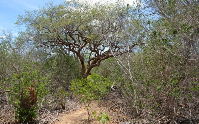 Árvore da Caatinga Umburana