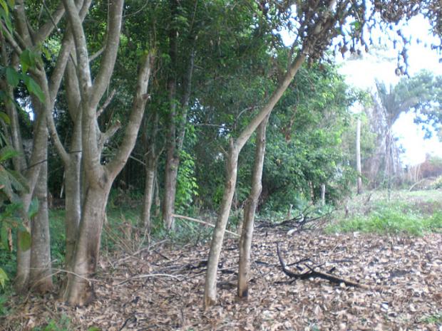 Area ocupada por Sem-Teto4