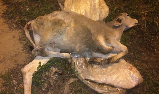 Leandro Santana da Silva (2)