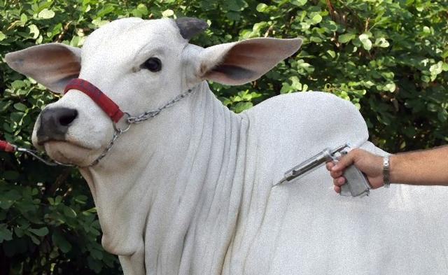 Vacina gado