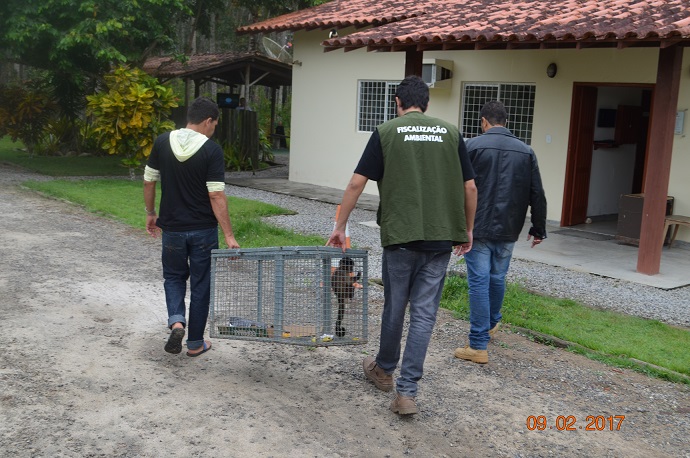 Vila Verde SEMAT resgata animal silvestre em cativeiro